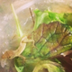 Illustration for article titled Bags Of Organic Lettuce Now Come With Lizards